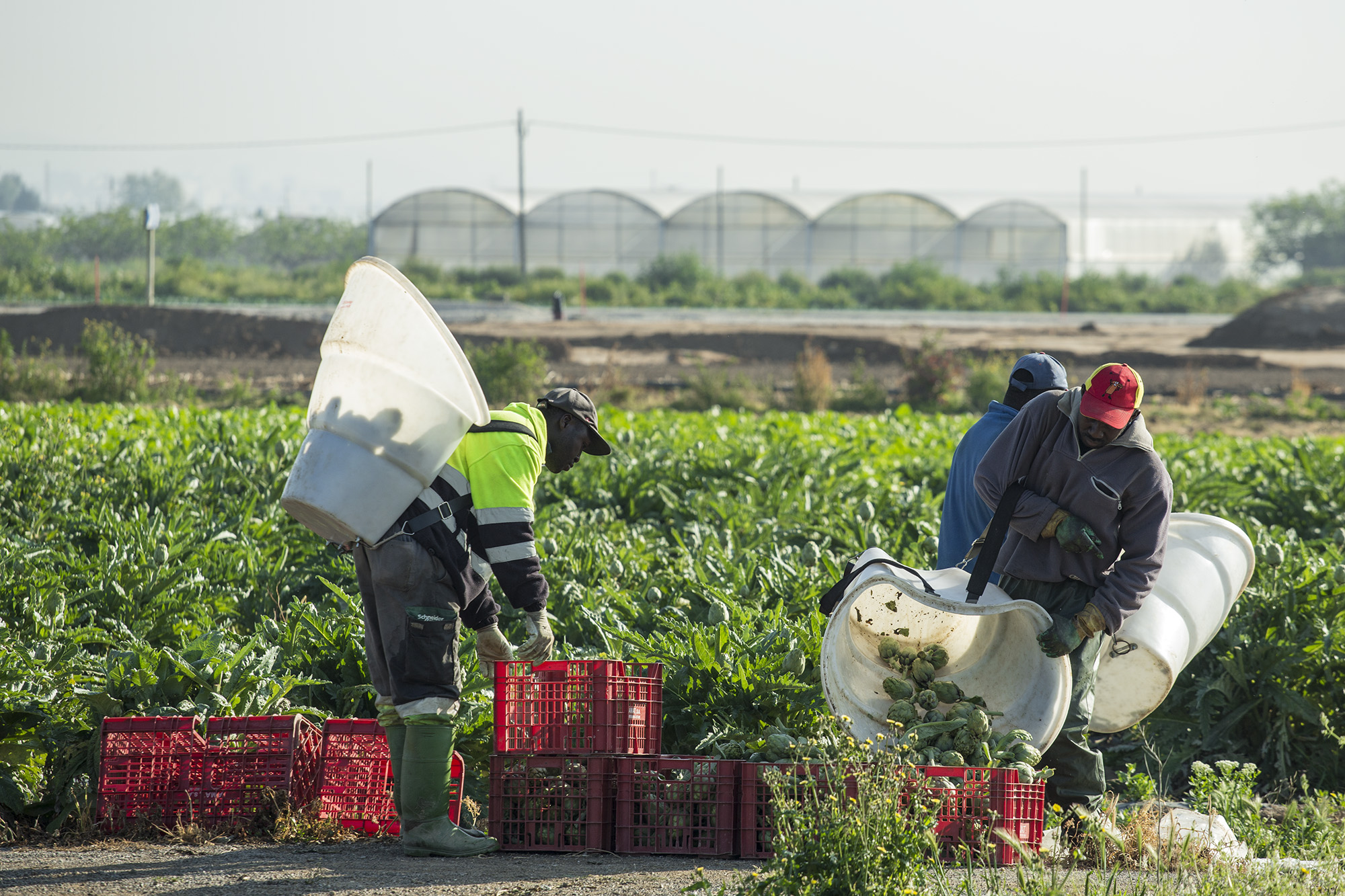 Persones migrades treballant en l'agricultura